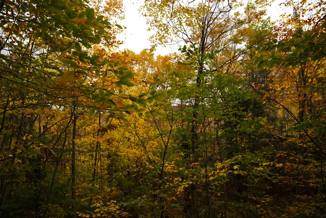 Golden autumn leaves filling a woodland canopy.