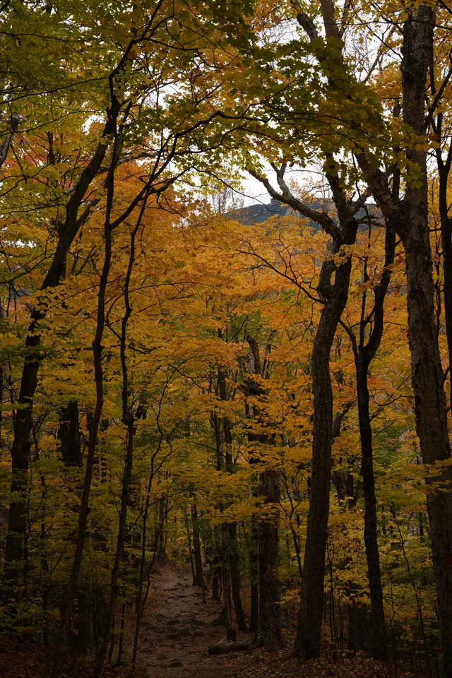 A narrow dirt trail beneath golden leaves and tall trees.