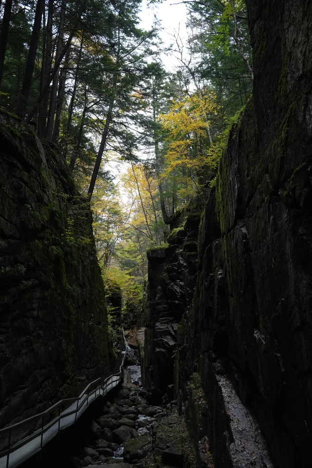 A narrow gorge with a wooden walkway beneath tall evergreen trees.