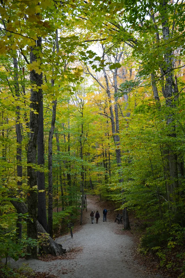 Hikers walking along a forest trail under green and yellow leaves.